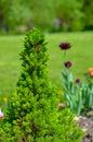 Canadian spruce conic, beautiful green tree close-up