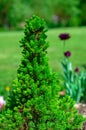 Canadian spruce conic, beautiful green tree close-up