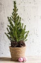 Canadian spruce in a pot