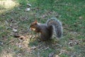Canadian squirell eating nuts Royalty Free Stock Photo