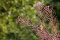 Canadian squirrel neotamias quadrimaculatus Royalty Free Stock Photo