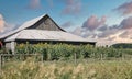 Canadian Sunset Country Barn Sunflowers Farming Scene Stormy Skies Royalty Free Stock Photo