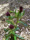 The Canadian Thistle Weed in the Park