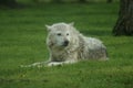 Canadian Timber Wolf - Canis lycaon Royalty Free Stock Photo