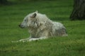 Canadian Timber Wolf - Canis lycaon Royalty Free Stock Photo