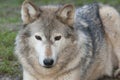 Canadian timber wolf Royalty Free Stock Photo