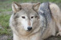 Canadian timber wolf Royalty Free Stock Photo