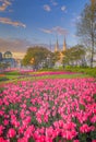 Canadian Tulip Festival at Major's Hill Park, Cathedral, Ottawa, Ontario, Canada Royalty Free Stock Photo
