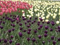 Canadian Tulip Festival, Ottawa Abbey Dream Tulips and a mix of white lily and orange tulips