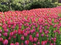 Canadian Tulip Festival, Ottawa Anita Witzier Red Tulip