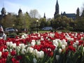 Canadian Tulip Festival, Ottawa a bed of white and red tulips in the city center Royalty Free Stock Photo