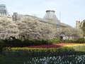 Canadian Tulip Festival, Ottawa Carnival of white, pink and yellow tulips on a background of cherry blossoms Royalty Free Stock Photo