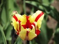 Canadian Tulip Festival, Ottawa Tulip Double Fleming Parrott