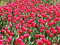 Canadian Tulip Festival Ottawa. Greignatius Tulip Toronto Royalty Free Stock Photo