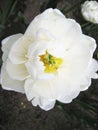 Canadian Tulip Festival, Ottawa Tulip White Mondial