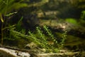 Canadian waterweed vegetation and spirogyra green algae in strong flow, scientific research of cosmopolitan coldwater species