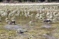 Canadian Wild Geese Birds Springtime Feeding in Natural Grassland of Alberta Foothills Royalty Free Stock Photo