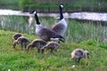 Canadian wild geese and their goslings