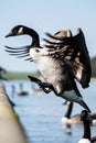 wild goose landing near to other birds Royalty Free Stock Photo