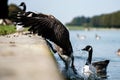 canadian wild goose landing Royalty Free Stock Photo