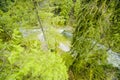 Canadian wild nature - green forest with lots of moss Royalty Free Stock Photo