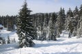 Canadian Winter Big firs path Snow Admire Landscapes Royalty Free Stock Photo