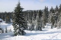 Canadian Winter Big firs path Snow Admire Landscapes Royalty Free Stock Photo