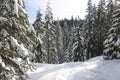 Canadian winter big firs snow admire landscapes Royalty Free Stock Photo