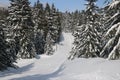 Canadian Winter Big firs path Snow Admire Landscapes Royalty Free Stock Photo