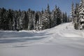 Canadian winter big firs path snow admire landscapes Royalty Free Stock Photo