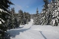 Canadian Winter Big firs path Snow Admire Landscapes Royalty Free Stock Photo