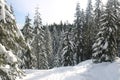 Canadian winter big firs snow admire landscapes Royalty Free Stock Photo