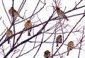 Canadian Winter Birds