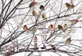 Canadian Winter Birds