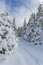 Canadian winter landscape on a cold winter morning.