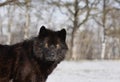 Canadian wolf against forest background