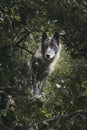 Canadian wolf with gray and brown fur