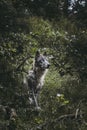 Canadian wolf with gray and brown fur