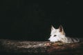 Canadian wolf with white fur