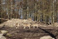 Canadian wolf in wildpark in canada