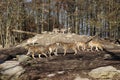 Canadian wolf in wildpark in canada