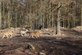 Canadian wolf in wildpark in canada