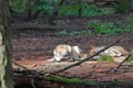 Canadian wolf in wildpark in canada on sunny day