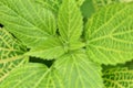 Canadian wood nettle leaves.