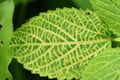 Canadian wood nettle leaves.