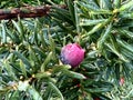 Canadian Yew, Taxus canadensis, native shrub in shaded areas