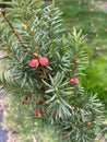 Canadian Yew, Taxus canadensis, native shrub in shaded areas