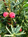 Canadian Yew, Taxus canadensis, native shrub in shaded areas