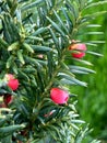 Canadian Yew, Taxus canadensis, native shrub in shaded areas