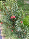 Canadian Yew, Taxus canadensis, native shrub in shaded areas